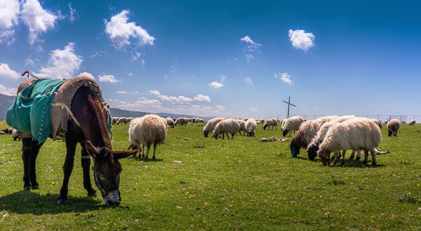ghine-donkey-herd-lebanon-sheep.jpg