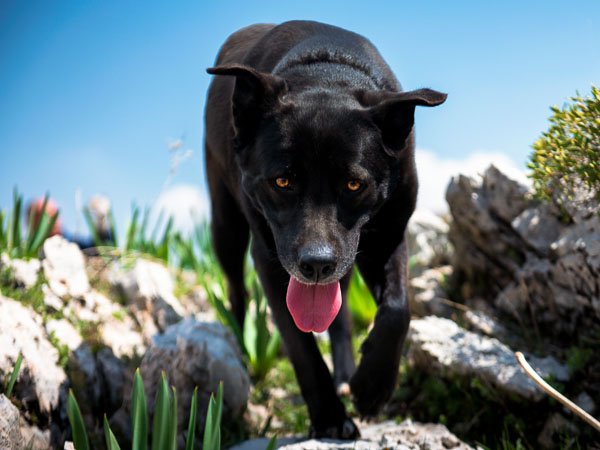 lucy-dog-portrait-ehmej-hike.jpg