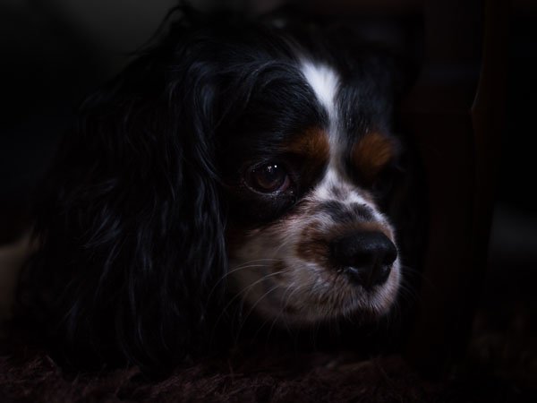 spike-dog-portrait-indoor-lighting.jpg